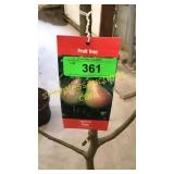 Bartlett Pear 5 gallon pot