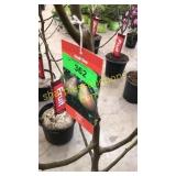 Bartlett Pear 5 gallon pot