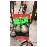 Bartlett Pear 5 gallon pot