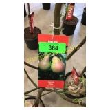 Bartlett Pear 5 gallon pot