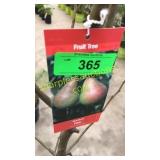 Bartlett Pear 5 gallon pot