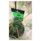 White Pine 3 gallon pot