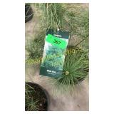 White Pine 3 gallon pot