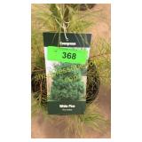 White Pine 3 gallon pot