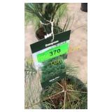 White Pine 3 gallon pot