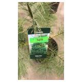 White Pine 3 gallon pot
