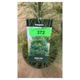 White Pine 3 gallon pot
