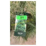White Pine 3 gallon pot