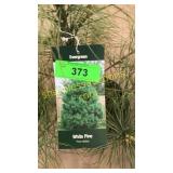 White Pine 3 gallon pot