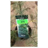 White Pine 3 gallon pot