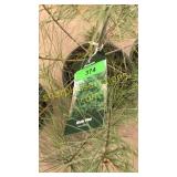 White Pine 3 gallon pot
