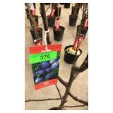 Stanley Plum 5 gallon pot