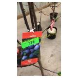 Stanley Plum 5 gallon pot