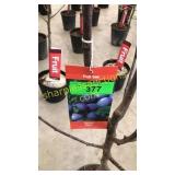 Stanley Plum 5 gallon pot