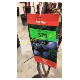 Stanley Plum 5 gallon pot