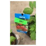 Heritage Raspberry 1.5 gallon pot