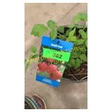 Heritage Raspberry 1.5 gallon pot