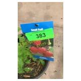 Heritage Raspberry 1.5 gallon pot