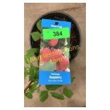 Heritage Raspberry 1.5 gallon pot