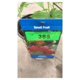 Heritage Raspberry 1.5 gallon pot