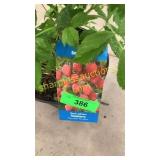 Red Latham Raspberries 1.5 gallon pot