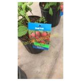 Red Latham Raspberries 1.5 gallon pot