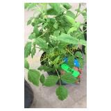 Red Latham Raspberries 1.5 gallon pot