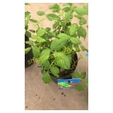 Red Latham Raspberries 1.5 gallon pot