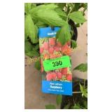 Red Latham Raspberries 1.5 gallon pot