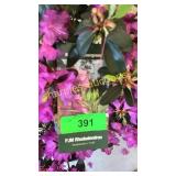 PJM Elite Rhododendrum 3 gallon pot