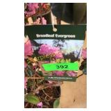 PJM Elite Rhododendrum 3 gallon pot
