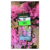 PJM Elite Rhododendrum 3 gallon pot