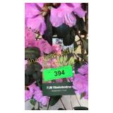 PJM Elite Rhododendrum 3 gallon pot