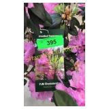 PJM Elite Phododendrum 3 gallon pot