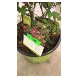 Knockout Pink Shrub Rose 3 gallon pot