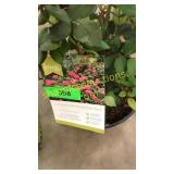 Knockout Pink Shrub Rose 3 gallon pot