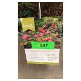 Knockout Pink Shrub Rose 3 gallon pot