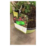 Knockout Pink Shrub Rose 3 gallon pot