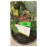 Knockout Pink Shrub Rose 3 gallon pot