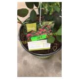 Knockout Pink Shrub Rose 3 gallon pot