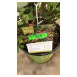 Knockout Pink Shrub Rose 3 gallon pot