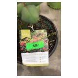 Knockout Pink Shrub Rose 3 gallon pot