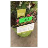 Knockout Pink Shrub Rose 3 gallon pot