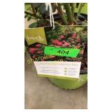 Knockout Pink Shrub Rose 3 gallon pot