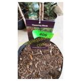 Purple Smoke Bush 3 gallon pot