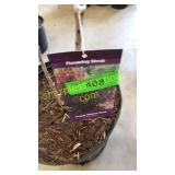 Purple Smoke Bush 3 gallon pot