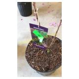 Purple Smoke Bush 3 gallon pot