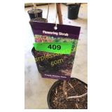 Purple Smoke Bush 3 gallon pot