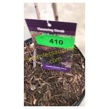 Purple Smoke Bush 3 gallon pot
