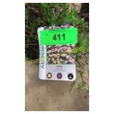 Little Princess Spirea 3 gallon pot